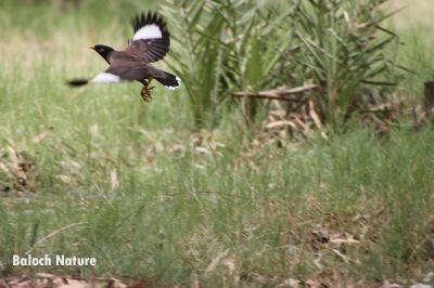 Common Myna is landing
گولو نندگا انت
Golo nindag a ant
