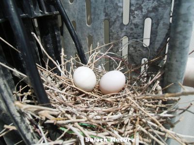 Eggs
ہیک
Haik
اے شاتُل ءِ ہیک انت
