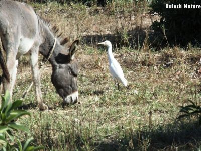 Donkey 
ھر
Harr
ھر بلوچشتان ءِ وھدیگیں رو ءُ آ ءِ واستہ کارمرز کنگ بوتگ ءُ لت ءُ بار ءِ کار گرگ بوتگ مرچاں ھر ءَ ہم گاڑی پر کن انت ءُ بار کش انت ۔ اے مُرگ دریا بارے ھراں مدامی پانگ انت ۔ 
