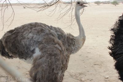 Ostrich
اُشتر مُرگ
Hoshter morg
ھُشتر مُرگ افریکہ مُرگ انت - منی ھیال ء بلوچستان نیست انت- بوت کنت کہ یک زرداریا وتی باگ داشتگ ۔ ھُشتر مُرگ ٹوہیں مُرگے کہ مرچاں دگنیائے چاریں کُنڈاں شنگ انت ۔ یک سلامتیں ھُشتر مُرگے وزن 63 بگر تاں 130 کیلوگرام بیت او 70 کیلومیٹر پہ یک سہت ء سپر کنت - 6 تاں 9 فُٹ اشیے بُرزی انت ۔
