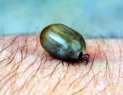 Animal bug
ھُشتری کِتگ
Hoshtri ketag
اے یک کِتگ ءِ کہ گیشتر بلوچستان ءَ ھُشتران پر بنت ۔ اے چونایا پس ءُ گوکاں ہم لیچت گوں بلے گیشتر ھُشتراں پر بیت ۔ اے چہ سہدارانی ھون ءِ چونسگ ءَ وتی لاپ ءَ درگیجیت۔ 
