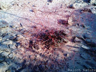 Boerhavia elegans
تولگ روم
Tolag rom
تولگ روم کسانیں بوٹگ ات کہ گیشتر ڈلپادیں او کوہاں رودیت ۔ کسانیں دراجیکیں تاک پر کنت ۔ اے سُہر رنگیں شاہ پر کنت او نازورکیں پُل جنت ، اے گرماگ ءِ اول سرا ھُشک تر ات دست پر کنے پروشیت ءُ بُریت ۔ اے باز نازُرک انت
