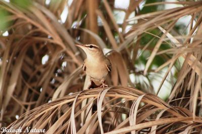 Rufous Tailed. Scrub Robin
گڈی دیوک
Gaddi deyok
اے کسانیں ءُ پاتو ءُ کٹگ وروکیں بالی مُرگ ءِ ۔ اے شررنگ ءُ ڈولداریں مُرگ ءِ بلے بلوچستان مہاجرے درگت ءَ کیت انت۔ بزاں بلوچستان ءِ جہ منندیں مرگ ءِ نہ انت ۔ اے مدامی وتی دُمب ءَ سُرین ات ءُ وشیں آواز کش ات۔

