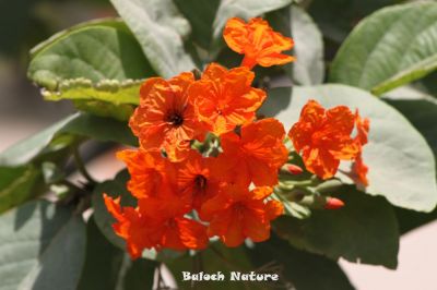 Cordia subcordata
کورڑیا
Cordia
اے یک پُل ءِ درچکے کہ افریکہ ایشیا ءُ اسٹرلیا اشیے بنکی جاگہ انت بلے مرچاں ھرجاہ است انت ، اے نز دہ میٹر بُرزیں درچک ءِ بیت یکیں وھد ءَ پُل پر کنت ءُ انجیرے وڑیں دانگ پر کنت کہ ورگ ءِ قابل نہ انت ۔ اے چو لیوارے وڑیں پتنیں تاک پر کنت اشیے پُل ءُ دانگ باز ڈولدار انت ۔

