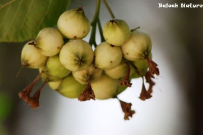 Cordia subcordata
کورڑیا
Cordia
اے یک پُل ءِ درچکے کہ افریکہ ایشیا ءُ اسٹرلیا اشیے بنکی جاگہ انت بلے مرچاں ھرجاہ است انت ، اے نز دہ میٹر بُرزیں درچک ءِ بیت یکیں وھد ءَ پُل پر کنت ءُ انجیرے وڑیں دانگ پر کنت کہ ورگ ءِ قابل نہ انت ۔ اے چو لیوارے وڑیں پتنیں تاک پر کنت اشیے پُل ءُ دانگ باز ڈولدار انت ۔

