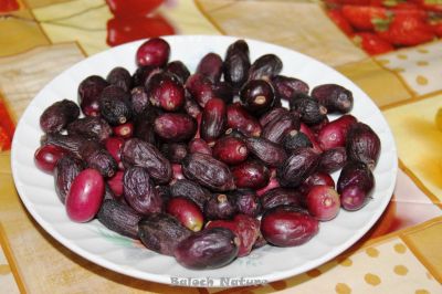 Syzygium cumini fruits
جمّ
Jamm
جم چونایا ایشیا درچک ءِ بلے مرچاں دگنیائے کنڈاں است انت ۔جم یک ٹوہیں ءُ بُرزیں درچکاں چے یک ءِ برازیل اے درچک ءِ دانگ ءَ گیشتر بالی مُرگ ورانت ۔ اے باز بُرز بیت ءُ تاک ءِ امب ءِ وڑین انت ، بلے بلوچستان ءَ باز کم انت چیا کہ بلوچ جم ءِ درچک ءَ یک شمّیں درچک ءِ زان انت ۔ 

