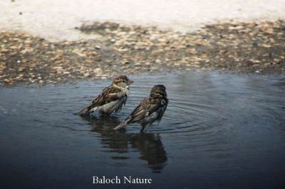 Sparrow taking a bath
جنگول جان شودگ ءَ انت
Jengo jan shodag a ant
جنگُل بازاری بالی مُرگ ءِ ۔ کہ مدام گوں انسانانی کش ءُ گواراں جاگہ کنت ۔ جنگل آپ ءَ بگندیت گرماگ بہ بیت کہ زمستان بلے وتی چاریں بُکّاں وارت ۔ اے اکس ءِ توک ءَ دو جنگولاں آپ ءَ بُک وارتگ ءُ پُٹ ءِ میس اتگ انت ۔ 


