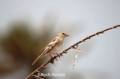 House sparrow 
جنگُل
Jengol
جنگل  کسانیں بالی مرُگ کہ دگنیائے چاریں کُنڈاں است انت ۔ بلکنگ ءَ اے یکّیں بالی مُرگ انت کہ ہمگ جاگہ است انت ۔ ایشیے مادہ  اسپیت دپیں ناسی رنگ انت بلے نر ناسی رنگ ءُ  سیاہ اسپیت انت ۔ اے شانزدہ سنٹی دراج بیت ءُ وزن ءِ 24 تاں 39 گرام بوت کنت ۔ اے بالی مُرگ ترا شہراں، بازاراں ، گریشگاں، ریگستاں ءُ کوہاں ہرجاہ بود باش کنت ۔ اے چونایا ہمک دھل ءِ دان ءَ کاہ ءُ بالو کرم ہم گپت ءُ وارت ۔ بلوچستان ءَ ہم اے جنگول است انت ۔
