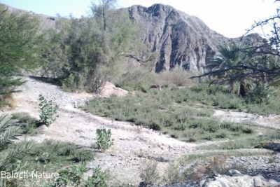 Kallag Nasirabad Balochistan
کلّگ
Kallag
بلوچستان ءَ چوشیں کلّگ باز انت ۔ اے کلّگ ناصراباد ءِ بُرزی نیمگ انت ۔ادا گیشتر ہنّی پیداک بیت ۔ ادا شرّیں ساھگداریں درچک است ۔ چریشیا چہ 
مرچاں کش ءُ گورے مردماں وتی پکنک پوائینٹ جوڑ کتگ ۔ 
