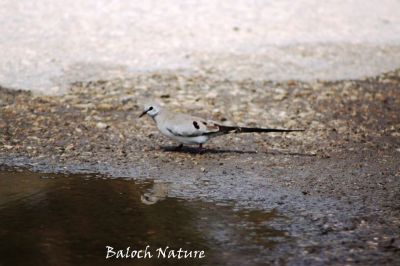Namaqua Dove
کپوت دراج دُمب
Kapot drajdomb
دراج دُمبیں کپوت بلوچستان ءَ گللہ ءِ رون ءَ مان نہ ترّ اِت ۔ بلے کزا یک ءِ یک ءِ ہمے کپوتانی ہمرائیا گندگ بیت ، اے دراج دُمبیں کپوت گیشتر افریکا ءُ یورپ ءَ گردش کنت ۔ اے چہ اسلی کپوت ءَ چہ کستر انت  بلے ڈولدار انت ۔
