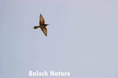 Green Bee eater, hunting on sky
کرکی آزمان ءَ شکار ءَ انت
Karki Aazman a shikar a ant
