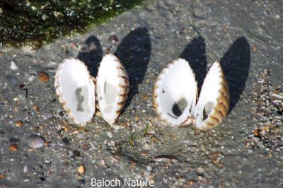 Shells
کرکینک
Karkaink
کرکینک مدامی تیاب دپاں یا ریکانی توک ءَ دست کپیت ۔ اے کسان ءُ مزنیں رزان گونگیں گرّ ءِ کہ بلوچاں پہ روگن مان کنگ ءَ کار بستگ ، بزاں ساپیں روگن گرم کتگ انت ءُ کرکینک مان کتگ انت ءُ نُنّکانی گین ءَ داتگ انت ۔ 

