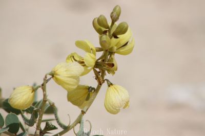 Senna italica
کسپنڈ
Kaspind
کسپنڈ یک کسانیں بوٹگ ء گرماگی روچاں سر سبز شاداب بیت - ادا کسپنڈ پُل انت - کسپنڈے پُل زرد انت او ڈولدار انت - چونایا کسپنڈ ء پہ درمان کار مرز کن انت - انچو کسپنڈ درمان ات ہمے وڈا ڈولداریں پُل ات - کسپنڈ گیشتر ھُشکاوگیں ڈگاران یا ڈگارواں کوہاں رودیت -۔

