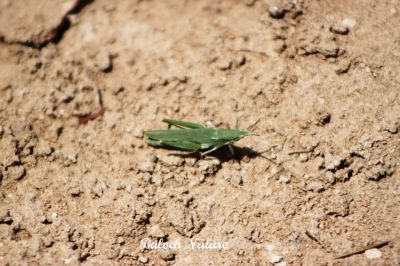 Grasshopper
کٹگ
Katag
اے کٹگ ءَ شونزیں کٹگ گوش انت اے گیشتر کشارانی توک ءَ بیت ءُ گوں کشاراں ہمرنگ انت ۔ اے کسانیں کٹگ باز ڈولدار انت ۔ بلوچستان ءَ گیشتر ترا بہارے درگت ءَ دست کپیت ۔
