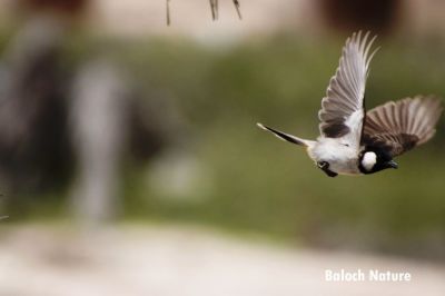 White-ear Bulbul. 
 کلی ءَ وت ءَ کشت
Koli a wat a kosht
