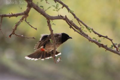 Redvented Bulbul
کلی سیاہ سر
koli seyah sar

اے ہم کُلی ءِ زات انت ، اشیے سر سیاہ انت بلوچ ءِ سیاہ سر گوش انت ۔ اے بلوچستان ءَ باز کم انت، چونایا اے ھندے کُلی انت ۔

