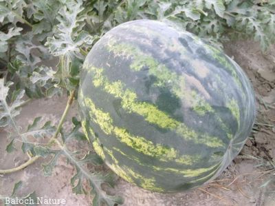 Watermelon
کوٹگ
Kottag
کوٹگ چہ کوٹگ ول ءَ پیداک بیت۔ ول زردیں پُل ہم پر کنت کہ ڈولدار انت ۔ پُل دو نمونگ انت ۔ یک ءِ  نر انت ءُ دومی مادہ انت ۔ مادہ پُل دانگ بیت ۔ کوٹگ جونایا یک جنگلی ول بوتگ آئیے بنکی جاگہ نمبیانی افریکہ انت بزاں نمیبیا انت ۔ بلے کوٹگ ءِ کشار گیشتر ماں دریائے نیل کش ءُ گور بوتگ انت ۔ دوازدھمی فرعون ءِ قبر ءَ کوٹگ ءِ توم در گیجگ بوتگ ۔ بائیبل کوٹگ زکر است انت کہ بنی ازرائیل کہ وھدے مصر چہ سپر کنت گڈا آ کوٹگ ہم ورنت ۔ دھمی سدی ءَ چین ءَ سربوتگ کہ مرچی دگنائے مستریں کوٹگ پیداک کنوک انت ۔
