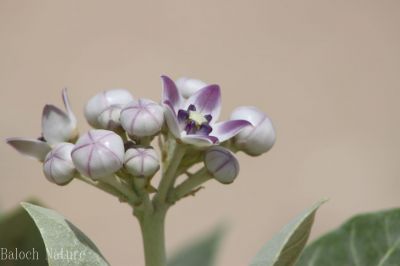Calotropis Procera
کرگ
Karag
ء اسپیتچکیں درچک ء گیشتر ماں جنگل و میداناں رودیت اے گلابی نمونگیں ڈولداریں پل پر کنت امب ء وڑین بر پر کنت - کرگ سال ء دوازدہیں ماھاں سبز ء پل ء بر انت - بلوچستان ء گیشتر ہند و دمگاں کرگ رودیت - کرگ ء درمان جاہ ء کارمرز کن انت ۔ 
ادا کرگ پُل ءُ دانگ انت

