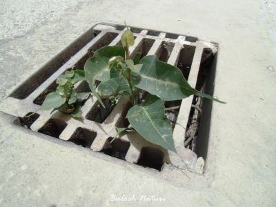 Life in Jai l( Ficus religiosa )
وشیں کرگ
Washin karag
اے درچک نوک رودیں درچک ءِ کہ آسنانی توک ءَ سر کش اگاں انت  ۔ بزاں زند ءَ کس داشت نہ کانت۔ 
