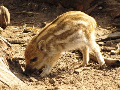 little Boar
ہُوک ءِ پڈڈ۔ یا پڈڈل
Hook e padd ya paddal
اے ہوک ءِ بزاں لدی ءَ چُک انت ، اشیا پڈڈ گوشنت ءُ پڈڈل ہم گوش انت ، ہوک ءِ چُک کسانی ءَ دورنگ انت بلے مزن بیت گڈا اے رنگ ءِ بدل بیت ءُ یک شلہ سیاہ بیت ۔ بلوچستان ءِ لداں لدی بے ھساب ءَ بوتگ بلے مرچاں باز کم انت ءُ نہ بوّگ ءِ برابر انت۔

