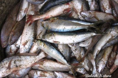 Sardine
لوجر
Lojjar
لوجر کسانین ماھیگ  ءِ کہ گیشتر ماں بہر ھند ءَ زند گوازین ات ۔ بلوچستان ءِ ہم ھندے دامُن ءِ بوّگ ءِ چہ لوجر باز انت۔ ادا تیاب دپی مردم ءُ مید کہ ماھیگ شکار کن انت اے ماھیگ ءَ لوچر گوش انت بلے کیچ ءِ مردم اشیارا کاشوک گوش انت ۔ چونایا کاشوک ءِ چار پیچ زات انت ۔ ایشاں لوجر ءُ کولگر ءُ دگہ نام توار کن انت۔
