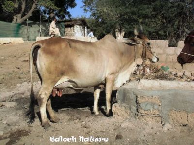 Cow
مادگ
Madag
گوک ءِ نرین ءَ کائیگر ءُ مادگین ءَ مادگ گوش انت  ، اے مادگ ءِ کہ گیشتر چہ گیشتر شیر دنت ، بلوچستان ءَ کوگ ءَ باز اہمیت داتگ ۔ پرچا کہ چہ گوک ءَ ڈگار کشتگ انت ءُ بند بستگ انت ، لوگانی منگ ءُ تیر ہم چہ گوک ءَ لڈات ءُ آئورتگ انت۔ شیر ءُ روگن چہ گوک ءَ پیداک کتگ ءُ گوشت ہم وارتگ انت ، بلے مرچاں ٹکٹرانی آھگ ءَ کوکانی بستار کم بوتگ انت ، باز کم مردم گوک دار انت، بلے زمانگاں ھرکس ءَ گوک وتی لوگ ءِ دپاں داشتگ انت ۔ 
