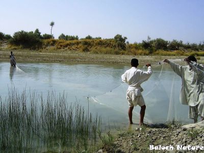 Fishing
ماھیگ ءِ شکار 
Mahig e shikar
ماھیگ ءِ شکار باز ورا بیت بلے ادا دام ءِ سرا ماھیگ ءِ شکار بوّگاں انت ۔ 
