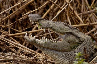 Crocodile
گانڈو
Gando
بلوچی ءَ اشیا گانڈو، واگو۔ ءُ نہینگ گوش انت ۔ بلوچستان چوش کہ آپ کم انت چمیشکا گانڈو ہم کم انت چونایا تانسریں دگنیاہا چاردہ زات ءِ گانڈو است ۔ گانڈو وشیں آپ ءُ  سوریں آپ  ءَ است بلے بلوچستان ءَ سوریں آپ بزاں دریا ءَ گانڈو مان نیست ۔ گانڈو یک ٹوہیں لاپ کشیں  ساہدار ءِ ۔ آئیے دراجی یک میٹر ءُ نیم چہ ہپت میٹر بوت کنت ۔ 
