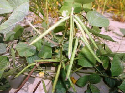 Mung bean. Vigna radiata
ماش
Mash
ماش بلوچستان ءِ کوھنیں دھلاں چہ یکے ۔ بلے بلوچستان ءِ تاریخ ءَ ماش ءِ باروا  ھاسیں مالومات نیست ۔ چونایا ماش چہ منگولیا چہ ھند ءِ ھند ءُ دمگاں سر بوتگ ۔ ھڈپّہ دور ءِ درگت ءَ پنجاب ءُ ھریانہ ءَ چار ہراز پنچ سد سال ساری ماش کشار کنگ بوتگ ۔ 
ماش ءَ بلوچستان ءَ نارُشت کن انت ، بلے برنج ءَ اُور گرادنت ءِ بزاں بٹ ءُ ماش بلوچستان ءِ نامداریں وراکاں چہ یکے ، بلے مرچاں چہ ماش ءَ ھلوا جوڑ کن انت ۔

