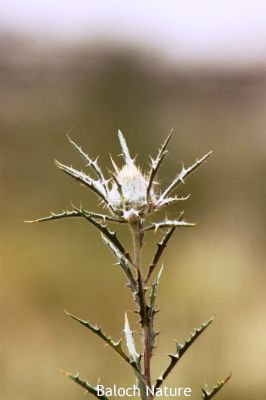 Carthamus oxyacantha
مزار کاہ
Mazar kah
مزارکاہ کسانیں کاہ ءِ کہ بہاگاہ ءِ وھد ءَ پیداک بیت ۔ اے زردیں ءُ گلابییں پُل پر کنت ۔ اے گیشتر پٹ ءُ میداناں رُدیت ۔ اے چو سگ دنتان ءِ وڑیں کاہ ءِ اشیے کسانیں دانگاں پہ تہلگ کار مرز کن انت ۔ اے گیشتر افریکہ بگر تاں ھند ءَ اے ہُشکاوگیں جاہاں رودیت ۔ 

