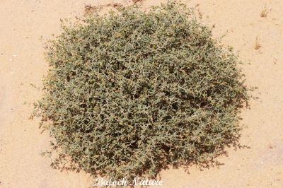 Helianthemum lippii
مزّوُم
Mazzom
مزّوُم کسانیں ورّودیں کاہے - کہ گیشتر ماں کوُہانی شان اُو ڈلدیماں رودیت - بلے ہما جاہا کہ مزوُم گندگ بیت بزاں کہ ادا زُنڈ ہم بیت زُنڈ یک وڈیں کوٹینگے کہ مکران ء گیشتر کُلبرے ہند و دماگاں رودیت

