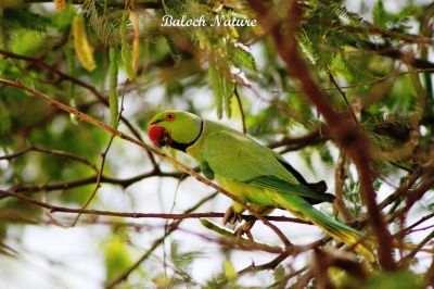 Parrot
مٹٹو
Metto
مٹّو یک بالی مُرگے کہ گیشتر سبز او آبادیں جاگہاں بیت - مٹو بلوچستاں روچدراتکی ہند و دمگان بیت بلے مکران ء نہ بیت - انچو گولو پیدارک ء نہ نند انت انچو مٹو مکران ء ہم نہ نند انت - مرچی باندا مٹو باز مردم وتی لوگ ء داریت - مٹو ء گپ سیکارین انت -۔
