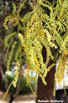 Prosopis Cineraria
مِنج
Minj
کہور ادا مِنج انت ۔ بلے باز ھنداں ایشاں بُور ہم گوش انت ۔
