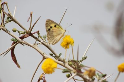 Butterfly
مُلاھوک
Mollahok
