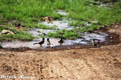 Birds watering area
مُرگانی آپ جاہ
Morgani aap jah
