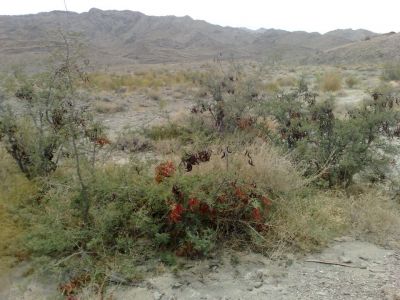 What is the tree name ?
درچک ءؐ  نام چے انت؟ 
اے یک کسانیں درچکے بلے نام زانگ نہ بیت چونایا اے بلوچستان کوہاں رودیت ءُ است انت ۔ 
