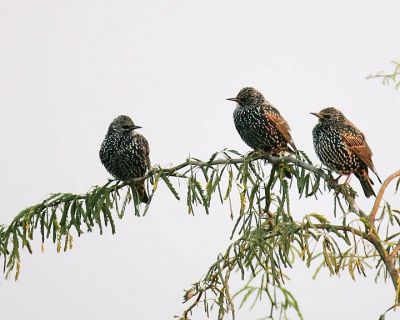 Common Starling
گولو شہباز
Golo shahbaz
گولو شہباز بلوچستان ءِ جہمنندیں بالی مُرگ ءِ نہ انت ۔چونایا ءِ یورُپ ءِ جہمنندیں بالی مُرگ ءِ کہ گیشتر ماں زرباری یوروپ ءُ گوریچانی افریکہ ءَ  ترّوتاب کنت بلے ترّوتاب ءِ درگت ءَ گلہ ءِ تمکار ءَ بلوچستان ءَ سپر کنت ، گولو شہباز سیاہیں مُرگ ءِ بلے سیاہیں کسانیں ٹک مان ۔ اشیے پاد گلابی انت  ءُ زمستان ئے اشیے سنُٹ سیاہ انت ءُ گرماگ ءَ سُنٹ ءِ زرد بیت ۔ اے سال ءِ درگت ءَ دو رند ءَ ھیک دنت ۔ اشیے ھیک سبز رنگ انت  ۔
