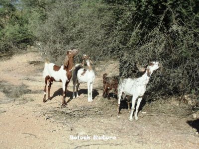Goats
سیاہ پس 
Seyah pas

