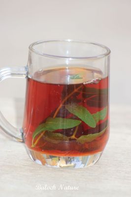 Black tea with mints 
سیاہ چاہ ءُ پُرچینک
Seyah chah o Porchink
سیاہ چاہ ءَ اگاں پورچینک مان بہ بیت گڈا چاہ ءِ تام چشگ کرز ایت ۔ 
