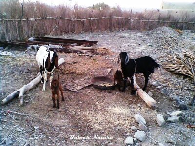 Goat
سیاہ پس
Seyah pas
 ادا دو بُز ُ دو شنک انت کہ دویں بُز بستگ انت ءُ شنکاں میچین انت  ءُ بُزاں کدیم کن انت ۔ پرچا کہ اے بیگاہ انت ۔
