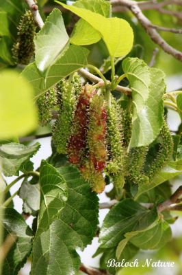 Long Mulberry
تود ءُ شہتود
Tood o shahtood
اے ہم تود ءِ بلے باز جاہ ءَ اشیا شہتوت گوش انت ، اے دراجیں بر پر کنت کہ شیرگدار انت ءُ شیر کن انت اے ہم باز جوانیں نیبگ ءِ ءُ بلوچستان ءِ درائیں ھنداں دست کپیت ۔

