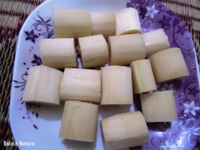 Suger cane 
شکر کانڈیل
Shakar kandil
شکرکانڈیل ءِ کانڈیل تراشتگ انت ءُ ٹککور ٹککور ءَ بُرّ اتگ انت ۔ ایشاں کراچی ءَ گنڈیری گوش انت ، اے پہ ورگ ءَ جاڑیگ انت ۔
