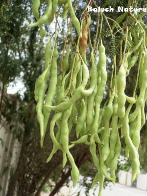 Prosopis Cineraria
شنگر
Shangar
کہیر ادا شنگر انت ۔ 
