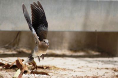 Laughing Dove is take off
شاتُل بال کنگ ءَ انت
Shatol bal kanag a ant
