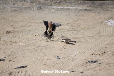 Fighting Laughing dove
شاتُل جنگ ءَ انت
Shatol Jang a ant
قدرت ءِ کار انت کہ ہمگ ساہدار چہ وتی کُٹم ءِ توک ءَ یک چہ دومی ءَ وش نہ بیت ، انسان ءَ بگر چہ رستر ماھیگ دلوت یا کہ مُرگ وت ماں وت ءَ مڑ انت ءُ یک ءِ چہ دومی ءَ باج برگ ءِ جہد ءَ کنت ۔ اے اکس ءِ توک ءَ دو شاتُل وت ماں وت ءَ مڑگا انت ۔
