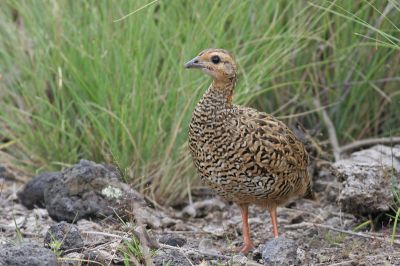 female Black Francolin 
شزز
Shazz
شزّ ڈلگیں بالی مُرگ ءِ بلے مادہ انت ءُ نریں یا کروس ءِ سیاہ گور گوش انت  ۔ اے یک رندے 10 تا 16 ہیک دنت 18 تان 15 روچ ءَ ہیکانی سرا نند ات یا کرُک بیت ۔ اے اپریل تا جون ءِ درگت ءَ ہیک دنت ۔ اے ہرچ وڑیں دھل ءِ دان ءَ وارت ءُ کپتگیں کُنرکرم سلور کٹگ چریت ءُ نزّ ہمک وڑیں چیز کہ ورگی بہ بیت آ وارت ءِ ۔ اشیے رنگ ءُ دروشم چو کپینجر انت بلے کپینچر ءَ کم ءِ دراج تر انت ۔
