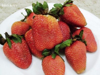Strawberry
اسٹرا بیری
Strawberry
اسٹرا بیری اٹلی ءِ جنگلی میوہ ات ۔ اشیے اولی باگ فرانس ءَ 18 ہمی قرن ءَ جوڑ کتگ۔ بلے چریشیا پیش 14 ہمی قرن ءَ فرانس ءِ بادشاہ چارلس پنچمی ءَ اولی رند ءَ اسٹرا بیری وتی محل ءِ باگ کشتگ ۔ مرچاں ہمک جاہاں اشیارا کش انت بلے انگتہ بلوچستان ءَ اے کشگ نہ بوّگ انت ۔ اسٹرا بیری کسانیں کاہ ءِ کہ ڈولداریں اسپیتیں پُل ءِ پر کنت ءُ ہمے وڑا سُہریں بر پر کنت ۔ اشیے بر باز تام دار انت ۔

