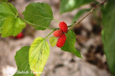 Mulberry, Morus nigra
تود
Tood
تود کسانیں ءُ کہ سیاہیں سُہریں اسپیتیں بر پر کن انت ، اے وھدے پُہتہ بیت باز نرم بیت ۔ اے یک نیبگے کہ مرچاں بلوچستان ءَ است انت ، اشیے دانگ شرکن انت ءُ تام دار انت ۔ 
