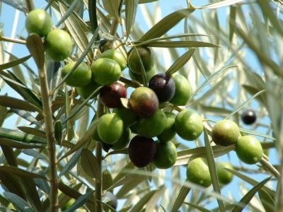 Olive
زیتون ءُ ھت 
Zaiton o Hatt
زیتون بلوچستان ءِ درچک انت بلے ادا ھت زانگ بیت ۔ اے گیشتر درمیانی روچدراتکی ھند او دمگاں رودیت ، بلے فلستیں پہ زیتون نام دار انت ۔ بلے مرچی باندا یوروپ ء اسپیں ہم زیتون ء بُنجُل زانگ بیت - زیتون اے دانگ زھر انت بلے ایشان واد او آپان کن انت تنکہ زھری ء ھلاس بیت ۔ اشیے دانگاں پہ شوک ورانت - اشیے دانگاں چہ ٹیل ہم درکن انت ۔ اشیے ٹیل ہم باز کار دنت۔ مرچاں سندھ ءُ پنجاب چہ ھت بزاں زیتوں کار بار کنگا ان ت۔ بلے بلوچستان ءَ اشیے کار و بار نہ بوگے برابر انت ۔ 

