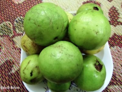 Guava
زیتون
Ziton
زیتون بُن اسل ءَ میکسیکو ءُ میانی امریکی میوہ ءِ  درچک ءِ کہ مرچی دگنیائے درائیں گرمیں ھنداں کشار کن انت ۔ عربستان ءُ ھند ءَ اے انگریز ءُ پُرتگیزی ءُ اسپانیشاں کشتگ انت ۔ اے کسانیں درچک ءِ سال ءِ دو رند ءَ بر دنت  اشیے دانگ چار تا دوازدہ سنٹی بنت ۔ اشیے دانگ سبز ءُ زرد ءُ ناسی رنگ انت بلے بلوچستان ءَ ناسی رنگ نیست انت ۔ دانگ ءِ سربری نیمگ گرّناک انت توک ءَ کسانیں دانگ مان انت کہ اسپیت ءُ زرد ءُ سُہر بنت۔ زیتون یک تامداریں نیبگ ءِ۔


